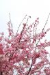 cherry blossoms