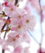 cherry blossoms