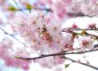 cherry blossoms