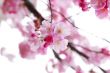 cherry blossoms