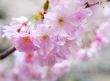 cherry blossoms