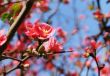 cherry blossoms