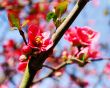cherry blossoms