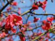 cherry blossoms