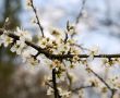 cherry blossoms