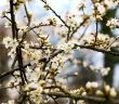 cherry blossoms