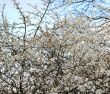 cherry blossoms