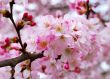 cherry blossoms
