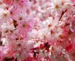 cherry blossoms