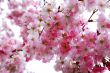 cherry blossoms