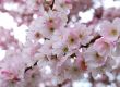 cherry blossoms