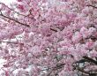 cherry blossoms