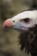 White Headed Vulture