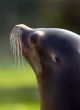Patagonian Sea Lion