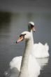 Mute Swan