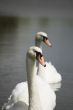 Mute Swan
