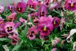 pansy