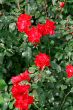 rose bush