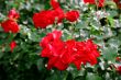 rose bush