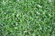 Green grass texture