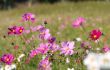 Forest of Flowers