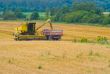 Harvesting time