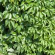 Green leaves