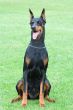 dobermann