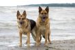 Two sheepdogs