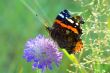 Dinner of the admiral-butterfly