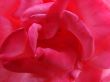 close up of a scarlet rose
