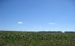 Field of maize