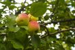 Apples on the apple tree