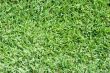 Real green grass - lawn texture