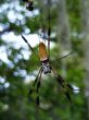 Golden Silk Spider