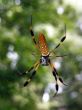 Golden Silk Spider