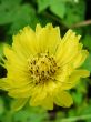 Meadow Salsify