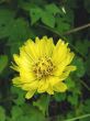 Meadow Salsify