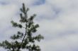 pine on the sky
