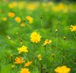 Forest of Flowers
