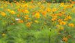 Forest of Flowers