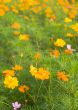 Forest of Flowers