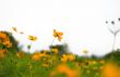 Forest of Flowers