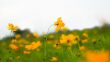 Forest of Flowers