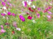 red flowers
