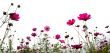 red flowers