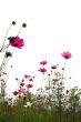 red flowers