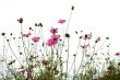 red flowers