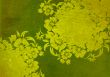 floral style backgrounds frame