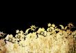 floral style backgrounds frame